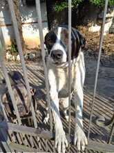 LAIKA, Hund, Mischlingshund in Italien - Bild 2
