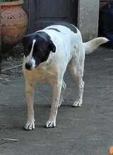 LAIKA, Hund, Mischlingshund in Italien - Bild 3