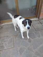 LAIKA, Hund, Mischlingshund in Italien - Bild 4