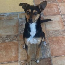 TOBBY, Hund, Mischlingshund in Bulgarien - Bild 1