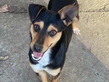 TOBBY, Hund, Mischlingshund in Bulgarien - Bild 10