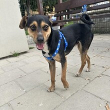 TOBBY, Hund, Mischlingshund in Bulgarien - Bild 2