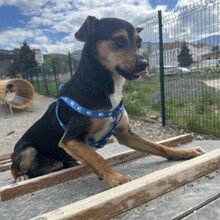 TOBBY, Hund, Mischlingshund in Bulgarien - Bild 3