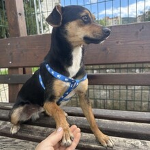 TOBBY, Hund, Mischlingshund in Bulgarien - Bild 4