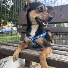 TOBBY, Hund, Mischlingshund in Bulgarien - Bild 5