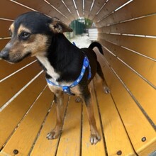 TOBBY, Hund, Mischlingshund in Bulgarien - Bild 6