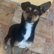 TOBBY, Hund, Mischlingshund in Bulgarien - Bild 7