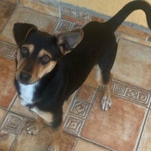 TOBBY, Hund, Mischlingshund in Bulgarien - Bild 8