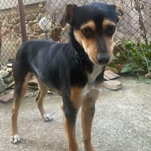 TOBBY, Hund, Mischlingshund in Bulgarien - Bild 9