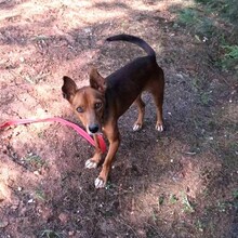 OSKAR, Hund, Mischlingshund in Portugal - Bild 1