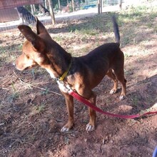 OSKAR, Hund, Mischlingshund in Portugal - Bild 2