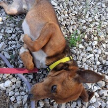OSKAR, Hund, Mischlingshund in Portugal - Bild 3