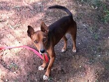 OSKAR, Hund, Mischlingshund in Portugal - Bild 4