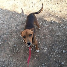 OSKAR, Hund, Mischlingshund in Portugal - Bild 7