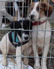 SAMMY, Hund, Tornjak-Mix in Kroatien - Bild 5