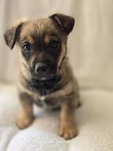 BOOMER, Hund, Mischlingshund in Griechenland - Bild 1