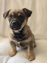 BOOMER, Hund, Mischlingshund in Griechenland - Bild 2
