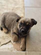 BOOMER, Hund, Mischlingshund in Griechenland - Bild 5