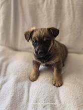 BOOMER, Hund, Mischlingshund in Griechenland - Bild 6