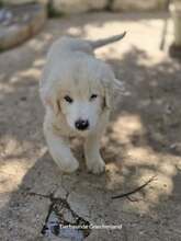 VASILIOS, Hund, Mischlingshund in Griechenland - Bild 1