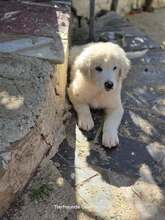 VASILIOS, Hund, Mischlingshund in Griechenland - Bild 3
