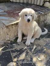 VASILIOS, Hund, Mischlingshund in Griechenland - Bild 5