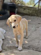 SAMOS, Hund, Mischlingshund in Griechenland - Bild 1