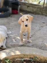 SAMOS, Hund, Mischlingshund in Griechenland - Bild 2