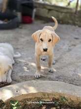 SAMOS, Hund, Mischlingshund in Griechenland - Bild 3