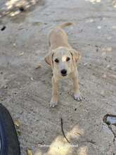 SAMOS, Hund, Mischlingshund in Griechenland - Bild 4
