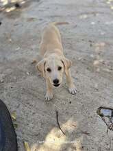 SAMOS, Hund, Mischlingshund in Griechenland - Bild 5