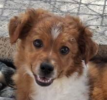 VALENTIN, Hund, Mischlingshund in Spanien - Bild 1