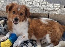 VALENTIN, Hund, Mischlingshund in Spanien - Bild 2