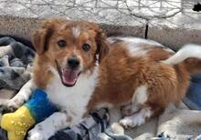 VALENTIN, Hund, Mischlingshund in Spanien - Bild 3