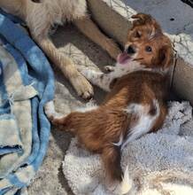 VALENTIN, Hund, Mischlingshund in Spanien - Bild 5