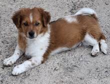 VALENTIN, Hund, Mischlingshund in Spanien - Bild 6