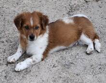VALENTIN, Hund, Mischlingshund in Spanien - Bild 7