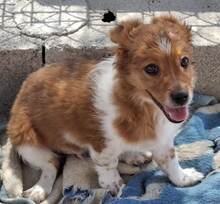 VALENTIN, Hund, Mischlingshund in Spanien - Bild 8
