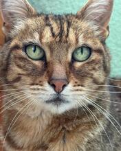 PIPA, Katze, Europäisch Kurzhaar in Baarz - Bild 1