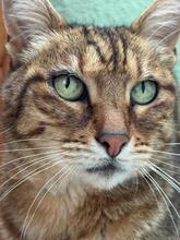 PIPA, Katze, Europäisch Kurzhaar in Baarz - Bild 2