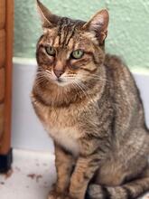 PIPA, Katze, Europäisch Kurzhaar in Baarz - Bild 3