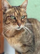PIPA, Katze, Europäisch Kurzhaar in Baarz - Bild 4
