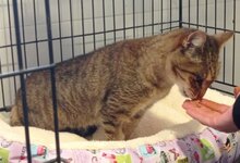 PIPA, Katze, Europäisch Kurzhaar in Baarz - Bild 5