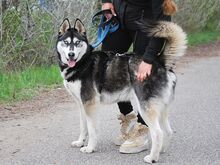 ZORRO, Hund, Siberian Husky in Ungarn