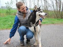 ZORRO, Hund, Siberian Husky in Ungarn - Bild 11