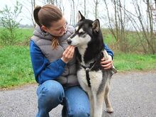 ZORRO, Hund, Siberian Husky in Ungarn - Bild 12