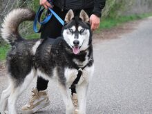 ZORRO, Hund, Siberian Husky in Ungarn - Bild 13