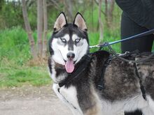 ZORRO, Hund, Siberian Husky in Ungarn - Bild 14