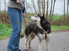 ZORRO, Hund, Siberian Husky in Ungarn - Bild 15