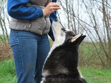 ZORRO, Hund, Siberian Husky in Ungarn - Bild 16